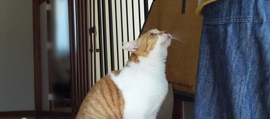 24時間ひとりじめ！？飼い主さんへの愛が止まらない猫ちゃん♡