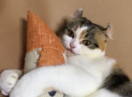 猫がおもちゃに興味を示さない時の心理４つ