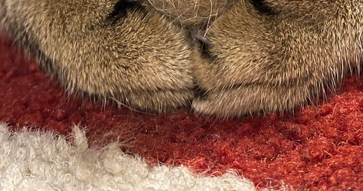 猫のおててを見ると→大切そうに『持っていたもの』とは…愛おしすぎる光景に17万いいねの大反響「すごく尊い」「完全に同じ色で可愛い」