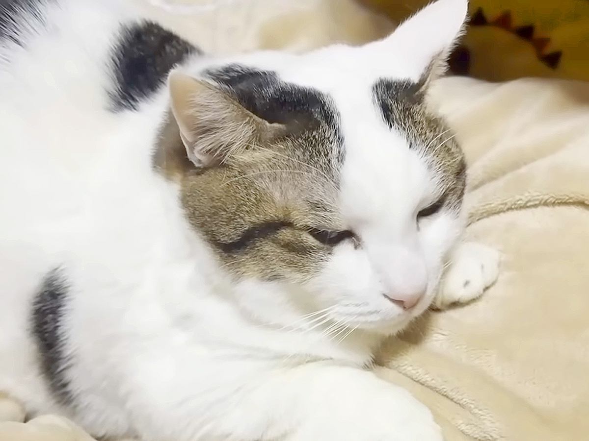 人間の家族が大好きなネコ→パパから娘、ママの元へ移動し…とにかく甘えん坊な『愛おしい行動』に「幸せやねぇ」「でっかい赤ちゃん」と絶賛