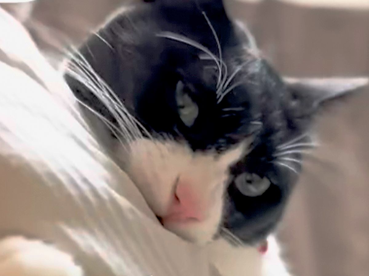 抱っこされるのが好きな白黒ネコ→パパがあやした結果…『まるで孫とおじいちゃんのような様子』に反響「噛まれてるねw」「楽しそうやん」