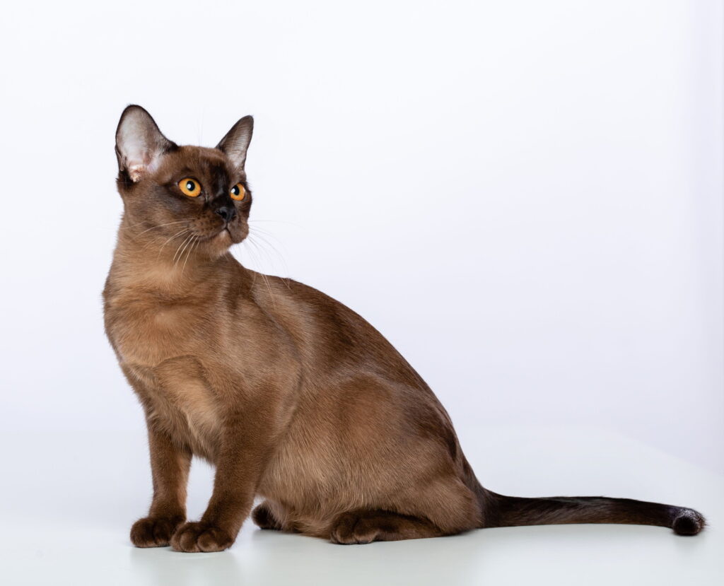 【獣医師監修】バーミーズは飼いやすい？猫種の性格や飼う前の注意点・価格相場まで徹底解説