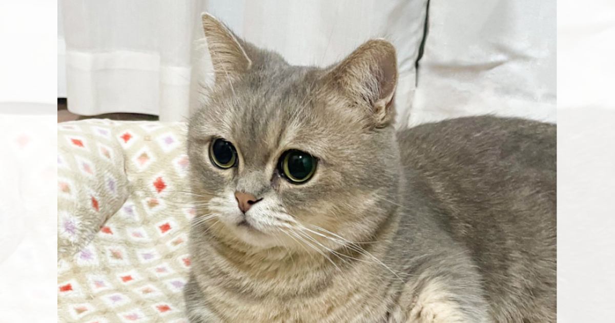 猫に構ってほしくて手を伸ばしたら、『ノールック』で…思わず笑っちゃう『可愛すぎる瞬間』が77万表示「スンとした顔が可愛いｗ」「笑った」