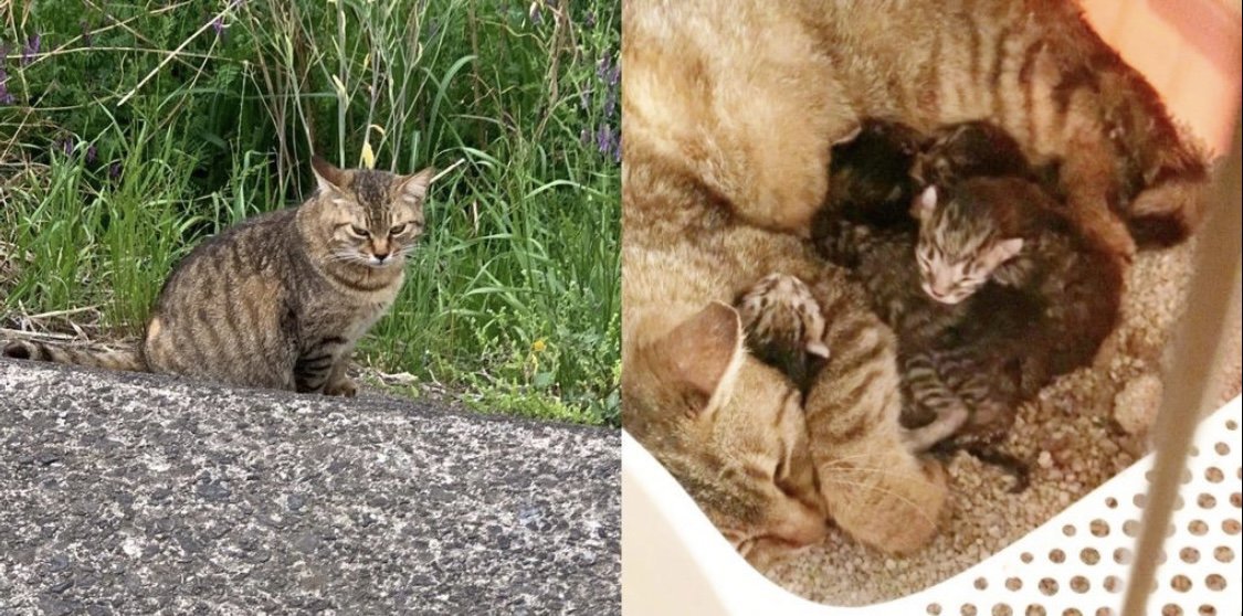 みんなの保護猫物語〜梅ちゃんとの出会い〜