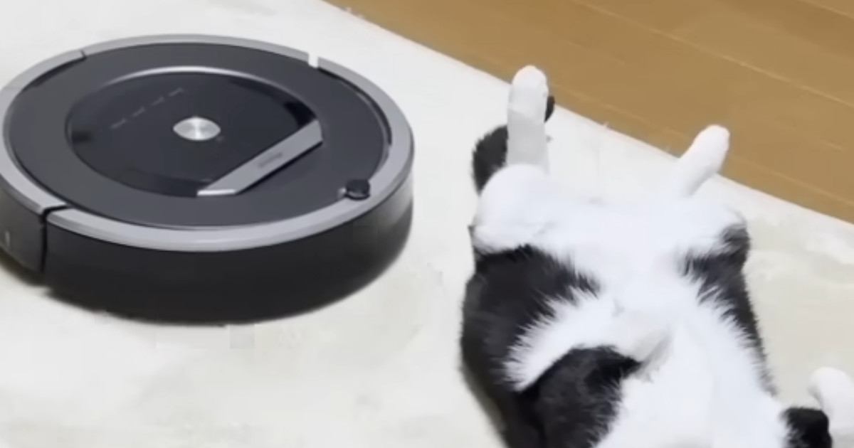 へそ天でくつろぐ猫→『ロボット掃除機』が突撃してきた結果…まさかの光景に「あかん笑った」「なんかもう掃除機まで可愛い」と反響