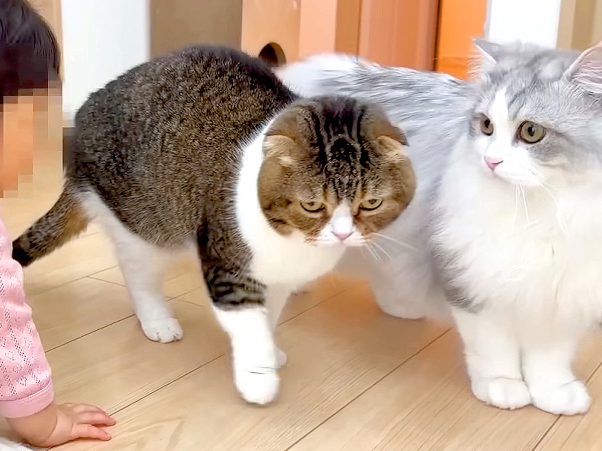 赤ちゃんと子猫が初めて出会った結果→警戒モードから、だんだんと…想像以上に癒される『おもてなしの様子』が11万再生「心が温まった」の声