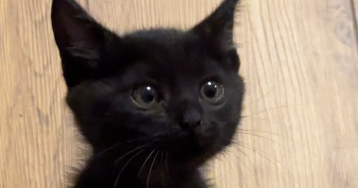 小さくて可愛らしかった『きゅるんとした瞳の子猫』が、現在…驚きの『成長ビフォーアフター』に笑う人が続出「変身したｗ」「鋭くなられてｗ」