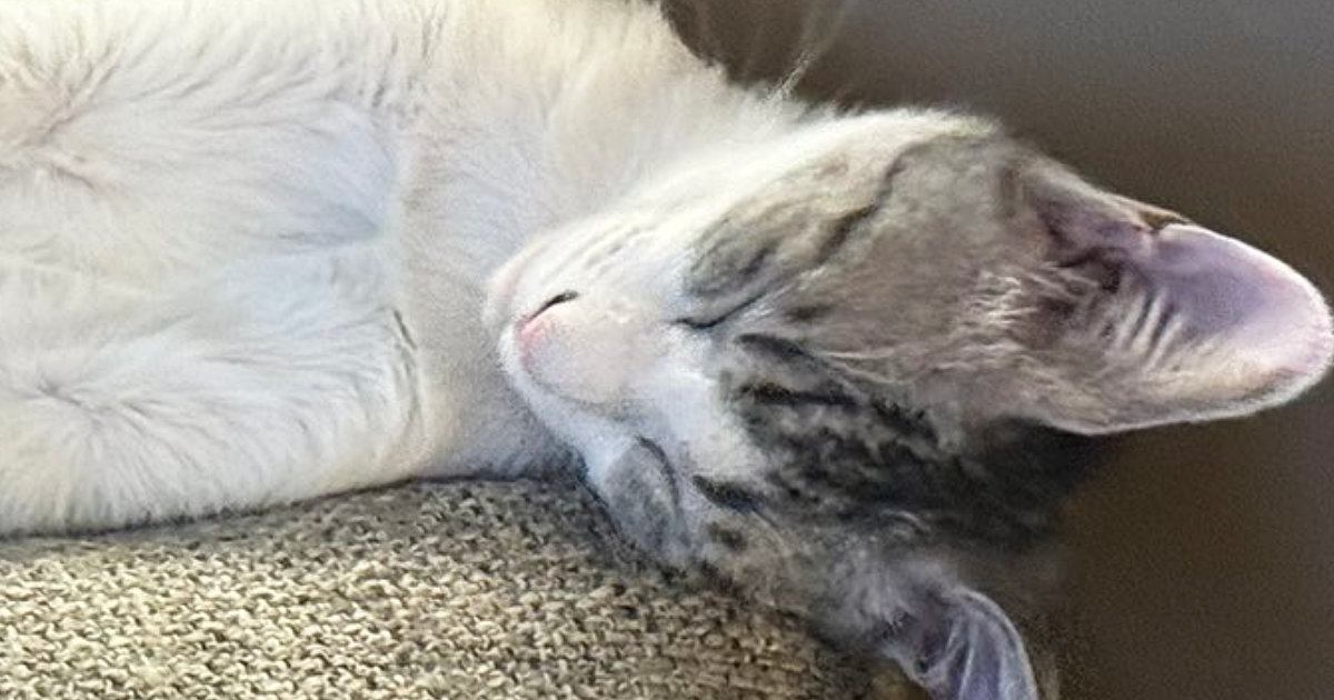 『本当に猫？』クッションの上でリラックスしていた猫を見たら…目を疑う光景に1万1000いいね「見た瞬間ビックリしたｗ」「面白すぎるｗ」