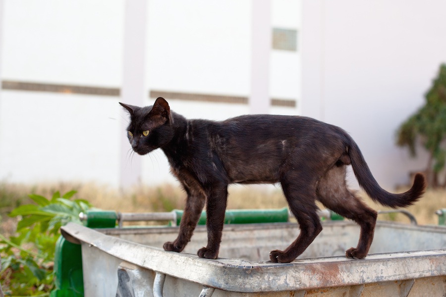 猫が痩せた原因と考えられる病気、対処法