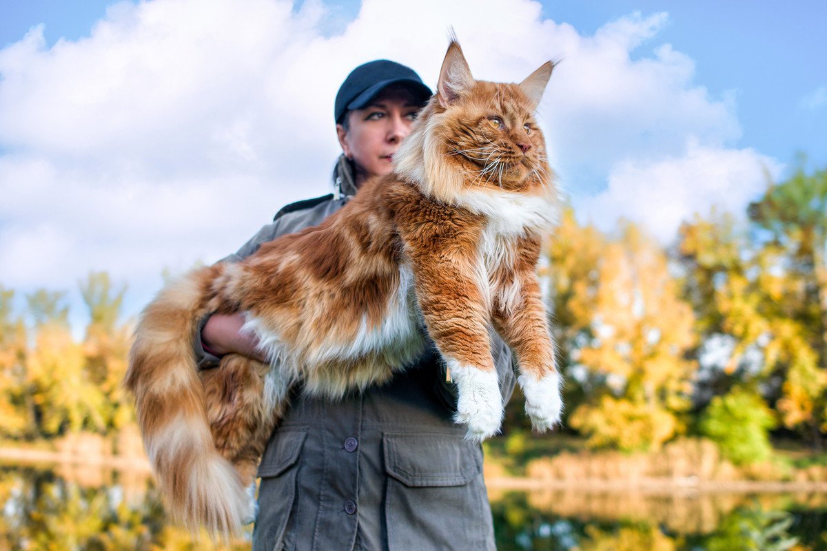 『体が大きくなる猫種』3選　標準サイズの猫との違いはあるの？お迎えする際のポイントも解説