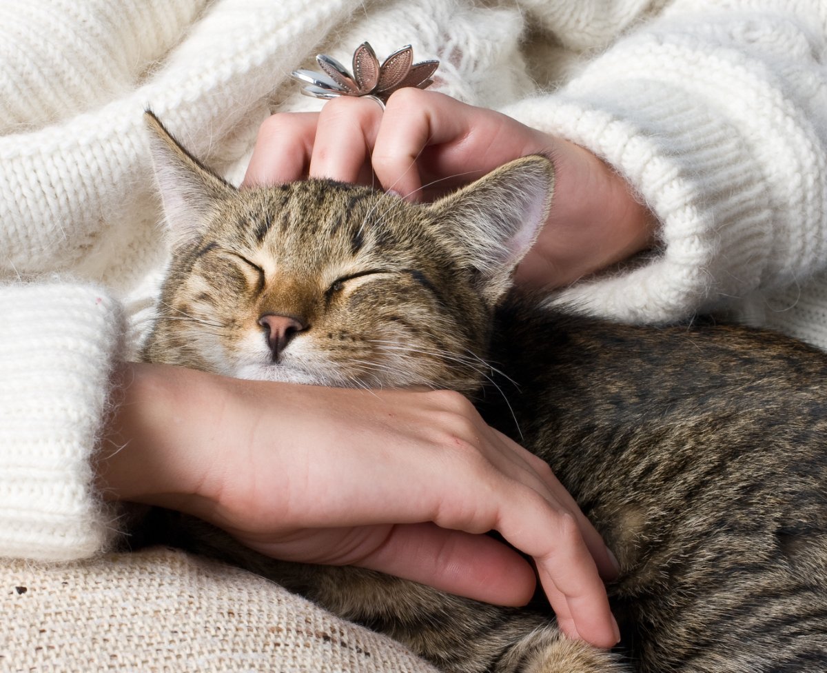 猫の健康維持を助ける『ツボマッサージ』5選　期待できる効果や満足してもらうコツまで