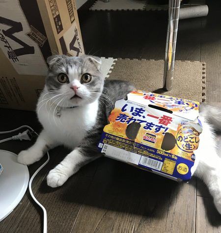 え？！そんなものが？猫が愛してやまない物３つ