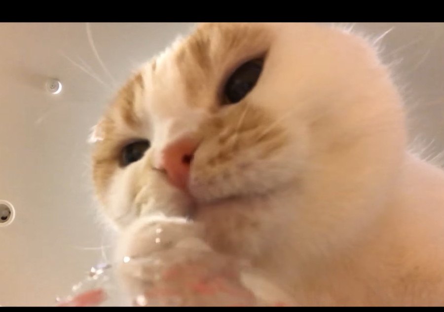 ペロペロ！前足を使って水を飲む猫さん