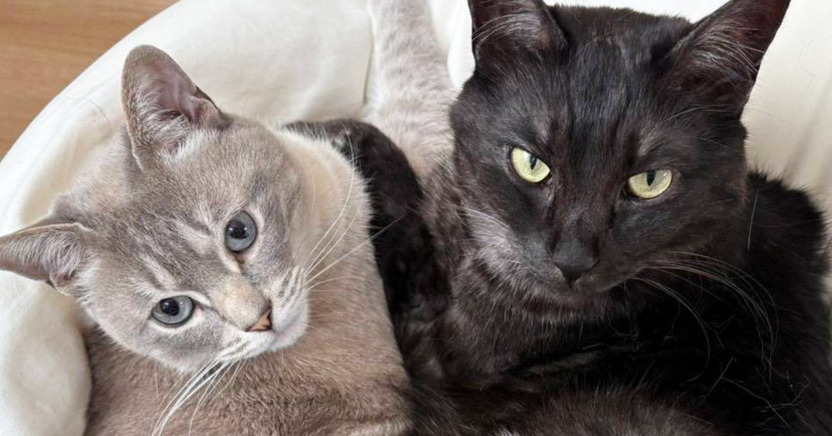 里親から送られてきた『猫の様子』を見たら、『２匹のしっぽ』が……『奇跡的な瞬間』に６万いいね「うわぁ〜良い」「幸せもらえた」