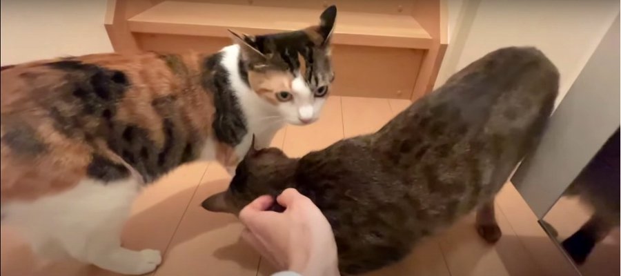 全力！猫ちゃんの可愛いお見送りとお出迎え♡