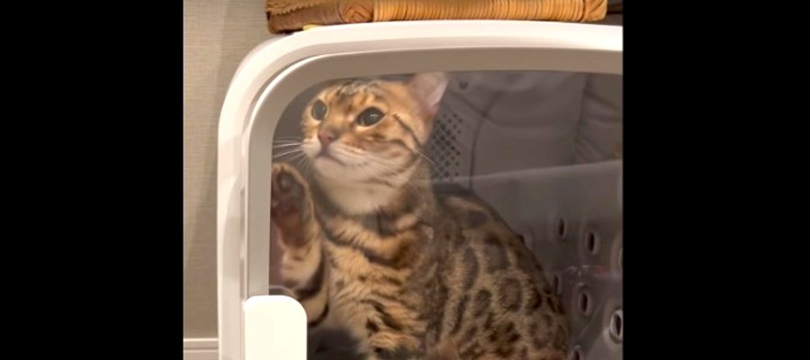 飼い主さんに開けてほしい？扉は開いているのになかなか出てこない猫さん