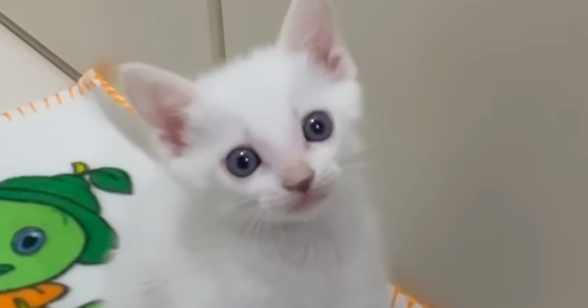 ごはんが食べたい子猫→ママの足元で…キュンとくる『可愛すぎるアピール』が37万再生「天使だね」「何度見ても可愛い」と癒される人が続出
