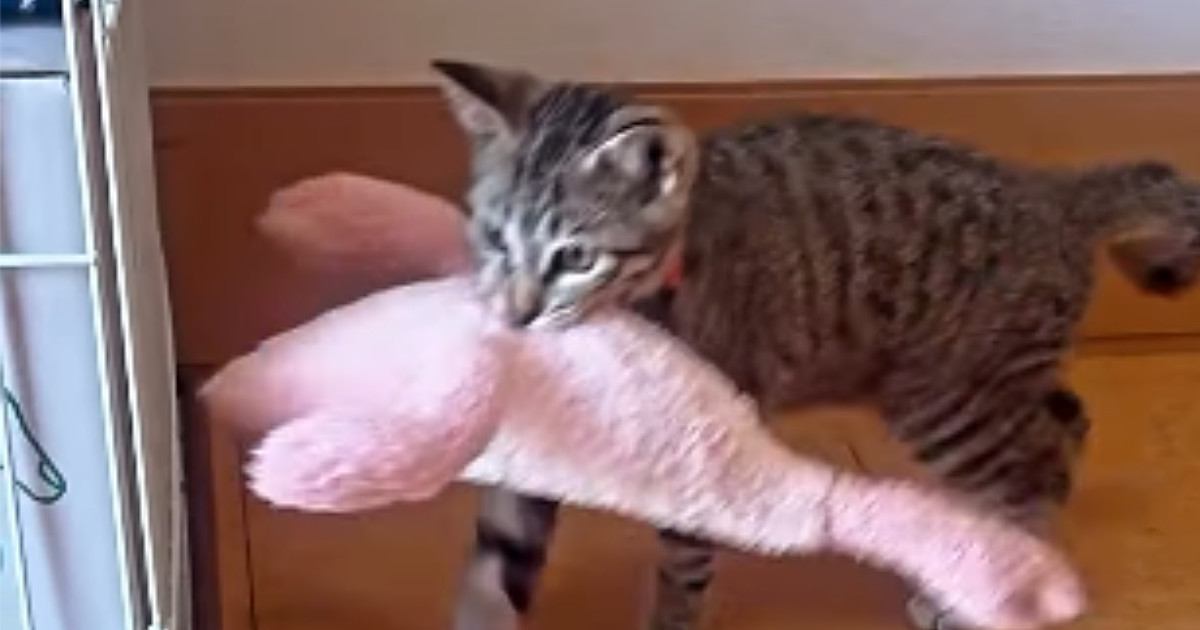 遊び終わった子猫→ぬいぐるみをくわえて向かった場所が…『驚きの行動』にSNSで反響「なんてお利口なの」「感動した」と称賛の声