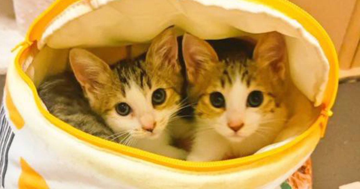 ペットハウスの中でくつろぐ『仲良しな2匹の子猫』→成長した結果…尊すぎるビフォーアフターに反響「キュンときた」「ずっと一緒だね」