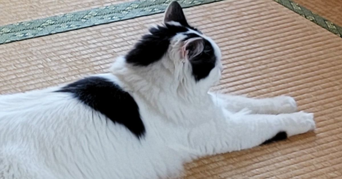 暑い日、畳でくつろいでいた猫→『後ろ足』を見ると……『まさかの体勢』が可愛すぎると２万いいね「猫の開きｗ」「なんて格好してるのｗ」