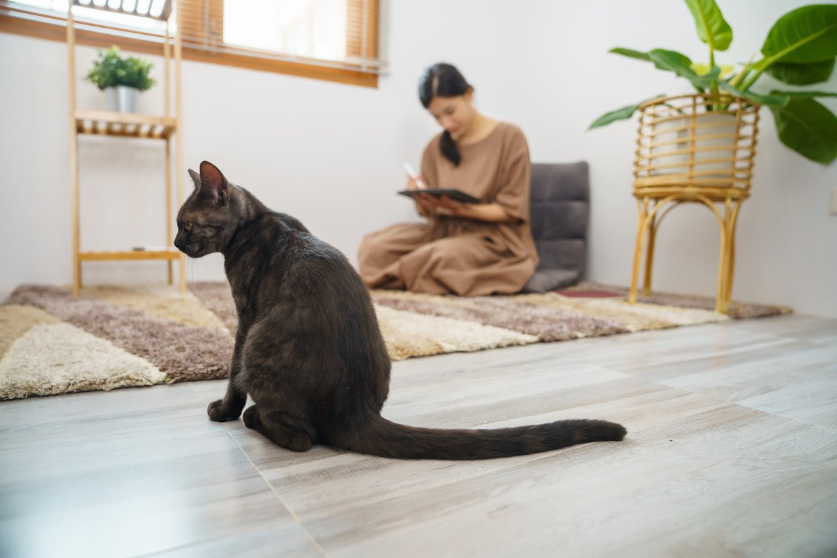 『甘え下手な猫』の心の鍵を開く方法4つ　上手に甘えてもらうには…