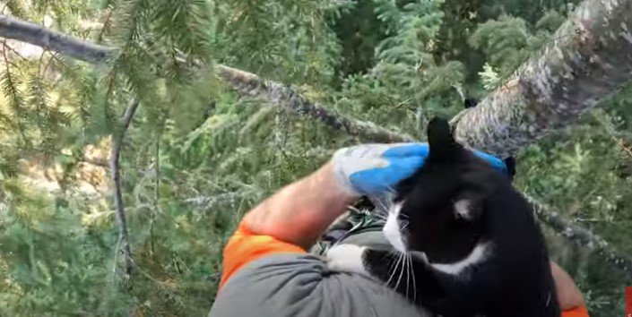 遅いにゃ！早く助けて！木の上で立ち往生した猫の恨み節に応えながらも…