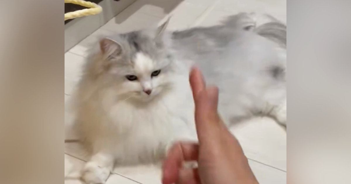 猫に指で『バーン』と撃つふりをした結果→ワンテンポ遅れて……まさかの『名演技』に１万いいね「長い間がいいね」「大正解」と反響