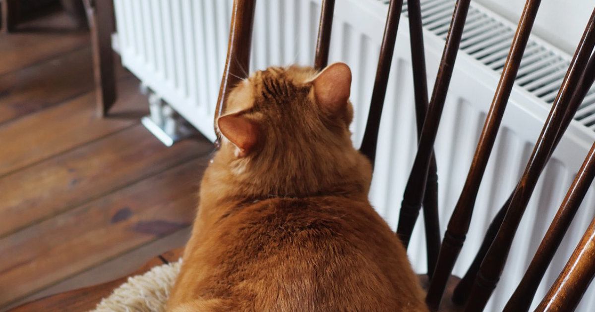 椅子の上にいた猫→『気持ちよく寝ているんだろうな』と思ったら…衝撃の表情に「笑っちゃった」「可愛すぎるｗ」と笑顔になる人が続出