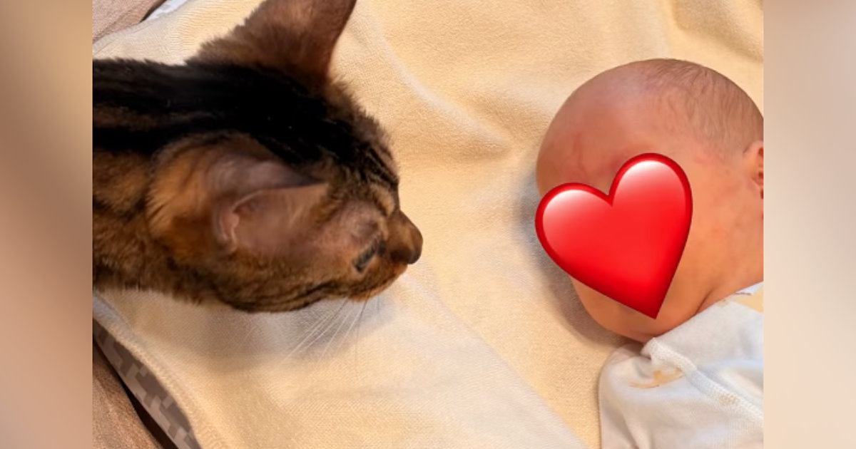 生まれたばかりの赤ちゃんが家にやってきたら…猫が見せた『可愛すぎる反応』が19万再生「絶対いいお姉ちゃんになる」「賢くて優しい」