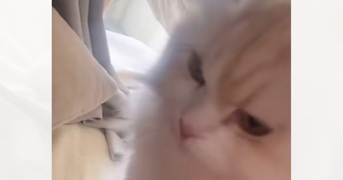 起きたらママがいないことに気がついた猫→次の瞬間…予想外の『鳴き声』に悶絶の声続出「可愛すぎて変な顔になった」「私産んだかも」