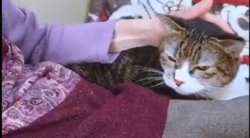 愛の循環！飼い主思いの健気な猫達の優しさに感動の嵐！【後編】