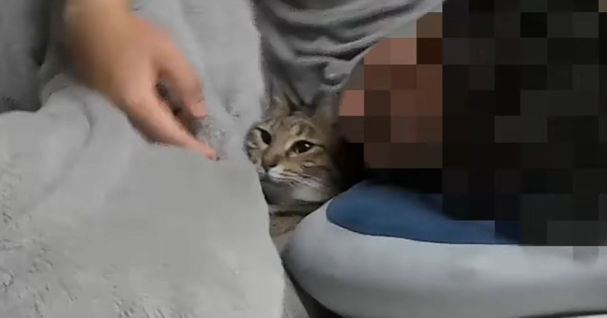 『自分のこと妻だと思ってる？』→パパのことが大好きすぎる猫…『想像を超える光景』が53万再生「口角が上がってくるｗ」「ラブラブやん」