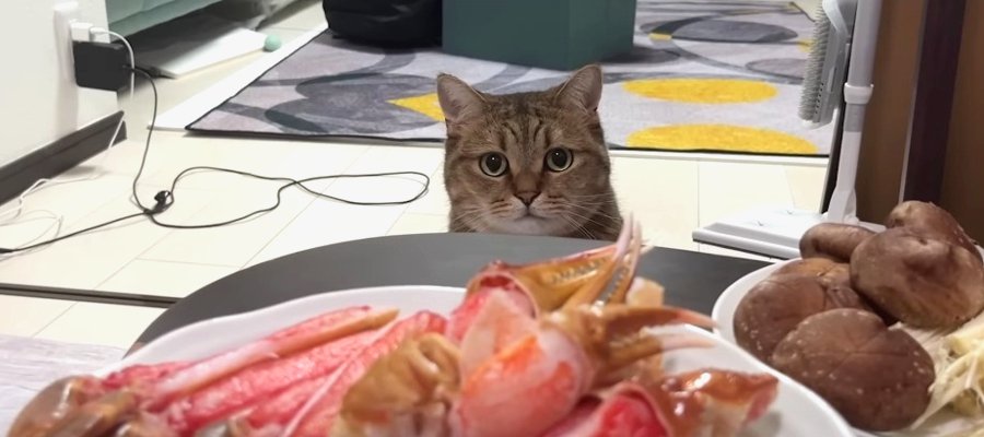 いつもの味？？紛れもなく“カニ”を堪能した猫ちゃん