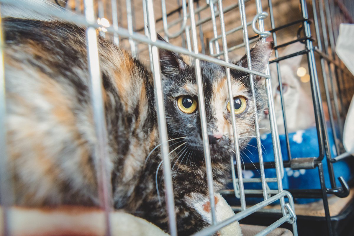 『猫の譲渡会』に行くときに守るべきマナー5選　迎えるまでの流れや必要な準備もご紹介