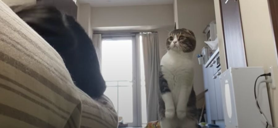 飼い主さんが寝たふりをしたときの猫さんの反応とは？