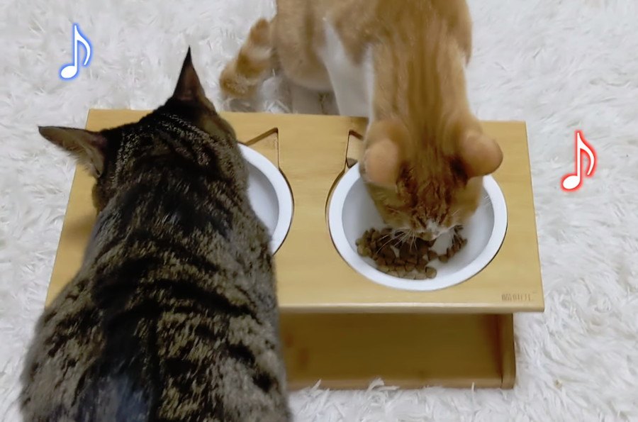 食いしん坊な猫ちゃんでもご飯より先に甘えたくなる時もある