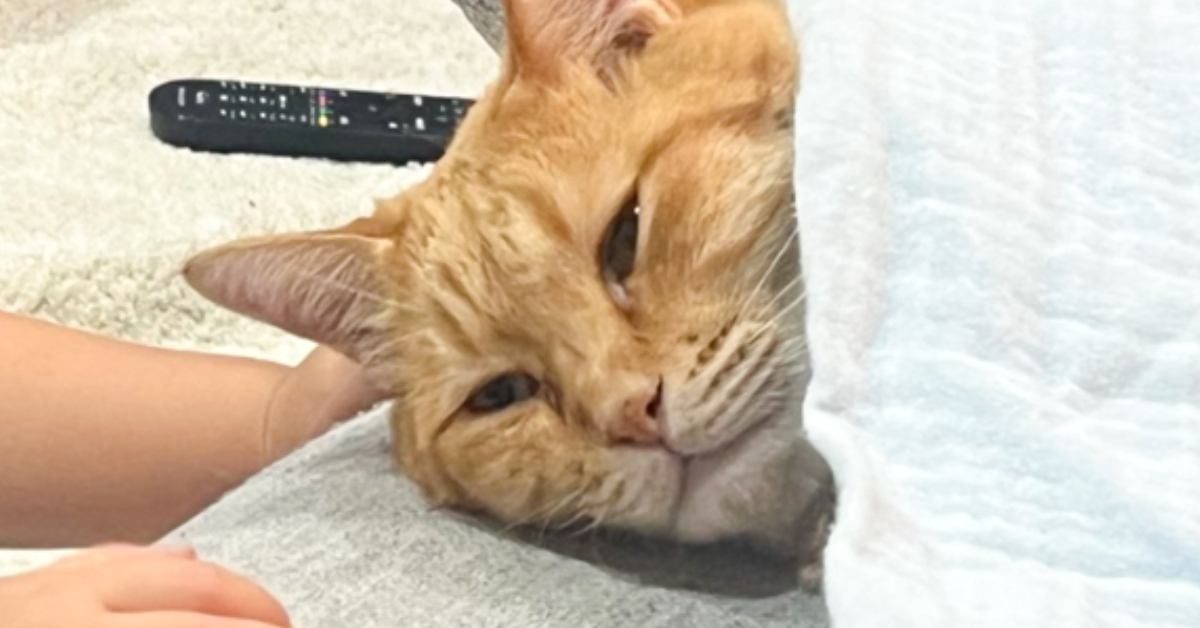 ふと横を向いたら、『猫の上』に……飼い主さんが思わず笑った『可愛すぎる光景』に5万いいね「愛されキャット」「大事にされている」と反響