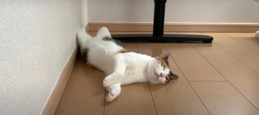 暑さでとろけそうな猫ちゃん…ヘソ天を極める！