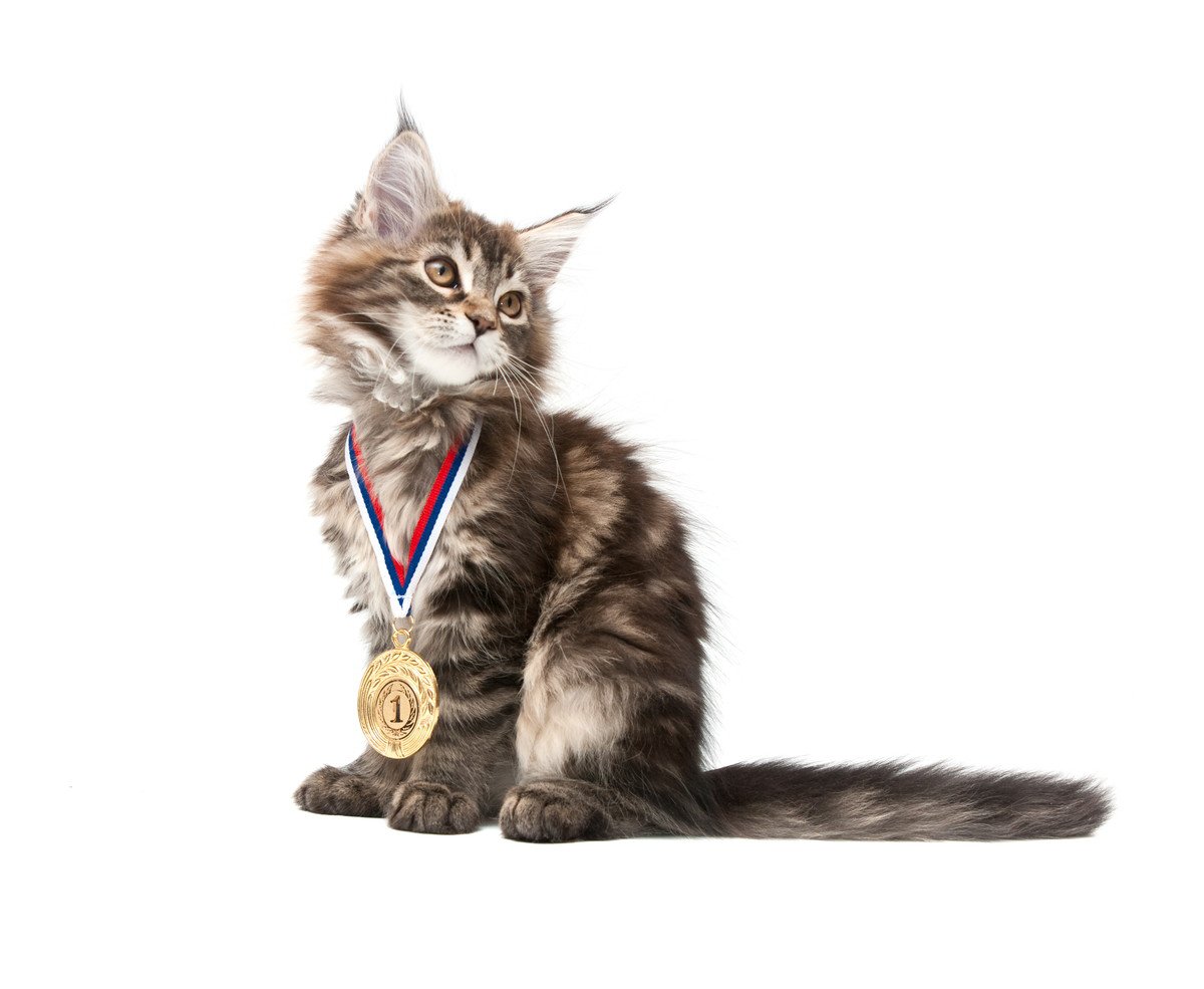 「飼い主の耳になって支える」賢い猫が、最高賞を受賞