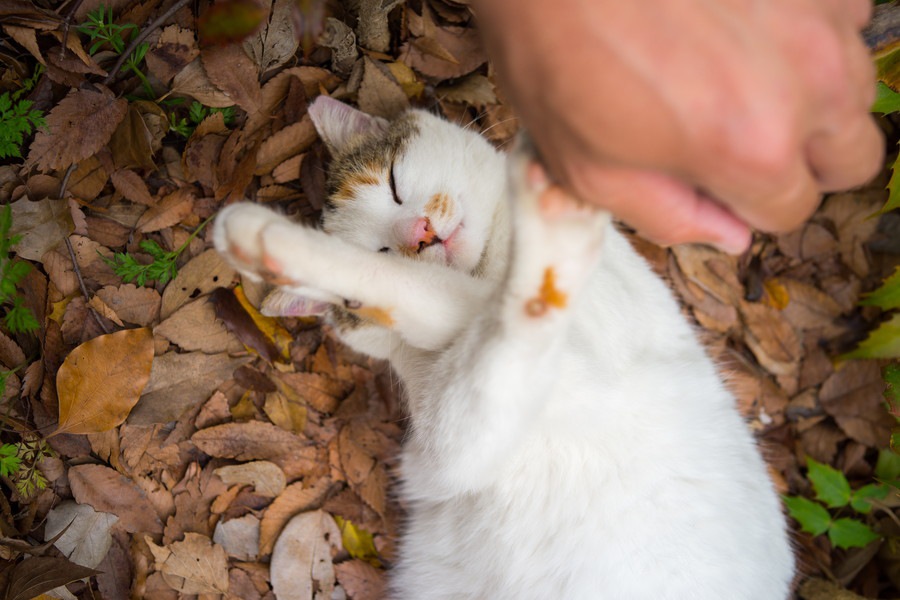 猫が嫌がる4つの事や仕草について