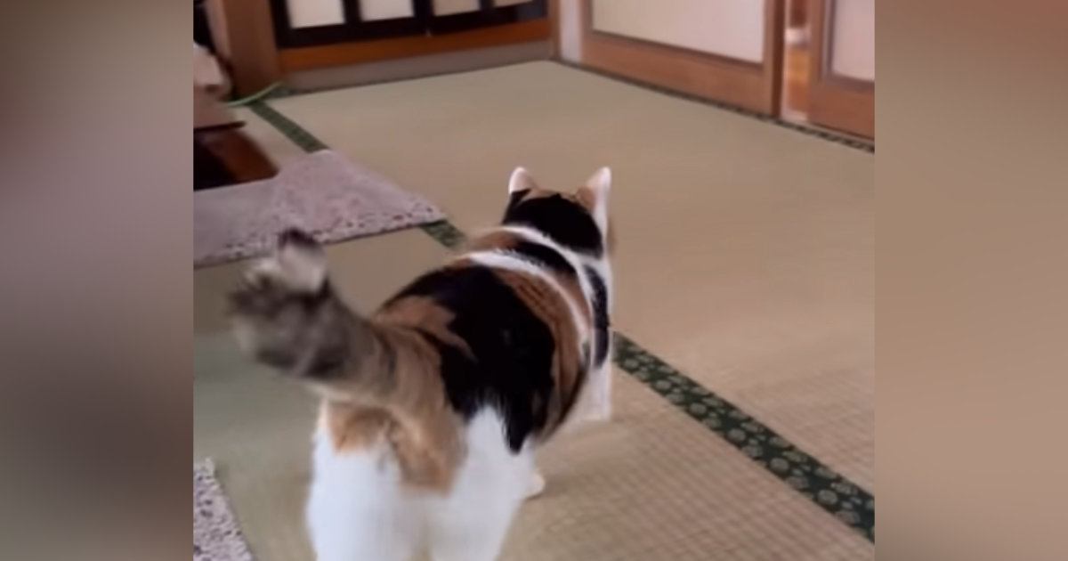 母が帰ってきたことに気づいた三毛猫…あまりにも尊い『熱烈なお出迎え』が88万再生「ぽてぽて歩く姿がたまらない」「何とも愛らしいｗ」