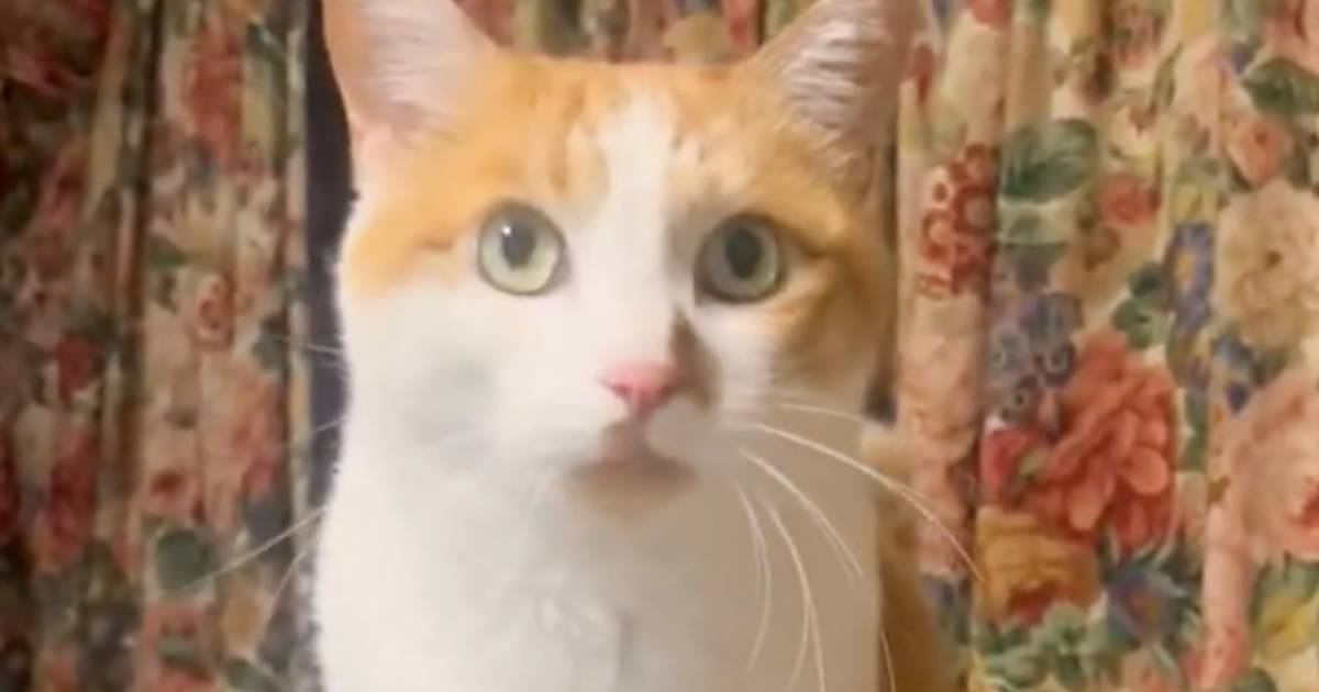 ごはんを食べたい猫→『独特な動き』で…可愛すぎる『アピール方法』に２万いいね「待ちきれない様子がたまらん」「ウキウキで愛らしいｗ」