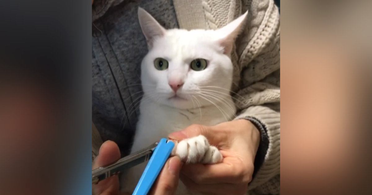 爪切りをしてもらう白猫→『顔』を見ていると…あまりにも尊い『じっと耐える様子』が173万再生「目が全てを物語っているｗ」「偉すぎ」