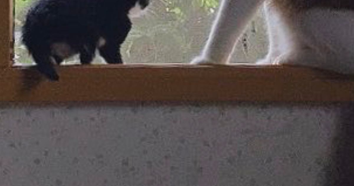 おばあちゃんの家にやってきた『小さな子猫』→隣には先輩猫がいて…『優しい光景』に「なんだか泣けてくる」「とっても素敵」と26万表示