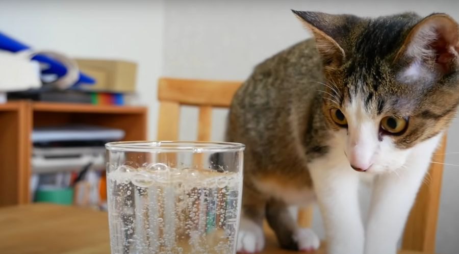 はじめての炭酸水！子猫ちゃんはどんな反応する？