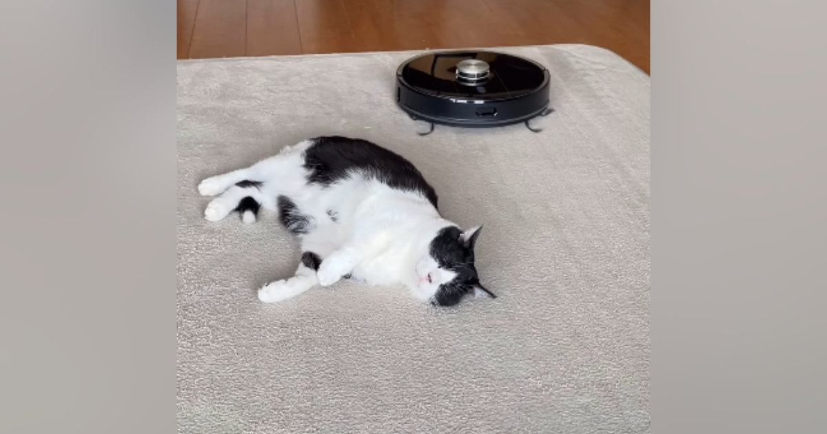 お昼寝中の猫→『ロボット掃除機』が近づいてくると…まさかの光景が2500万再生「す、すごいｗ」「吹いてしまった」「平和な世界」