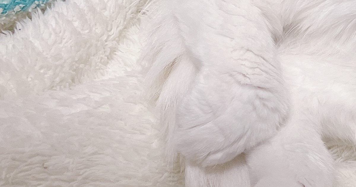 真っ白な毛布の上をよーく見たら、猫が…『まさかの光景』が凄すぎると4万7000いいね「本当に見事」「新しい視力検査みたいな」