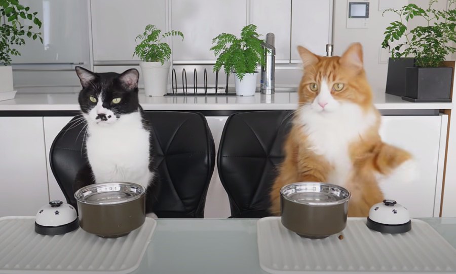 まるでコント！仲良し3猫のベル鳴らし芸♡