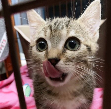 猫の食欲が増える８つのタイミング