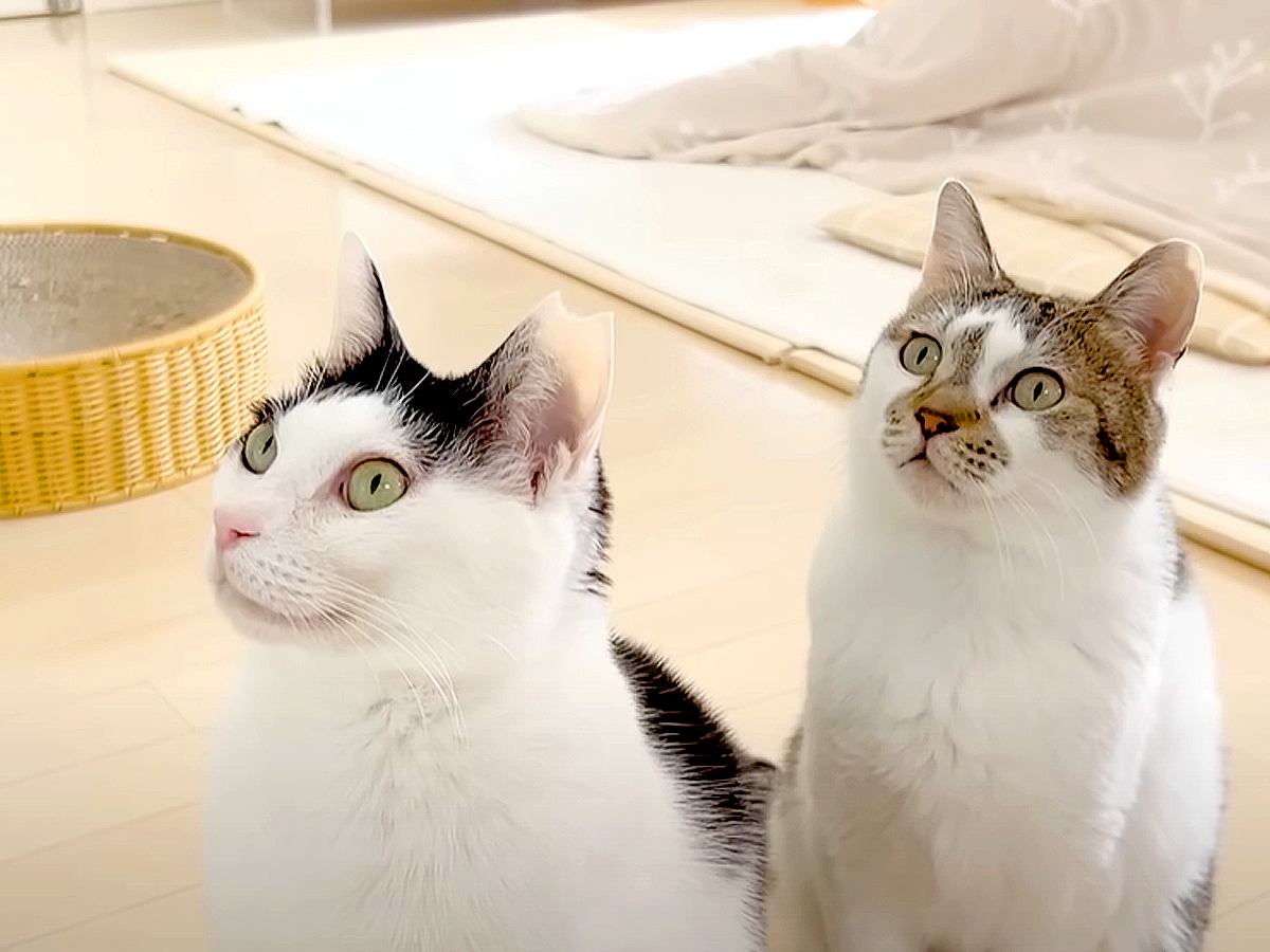 パパが料理をしていると、愛猫２匹がキッチンに出動してきて…あまりにも完璧な『お刺身警察っぷり』に「粘り勝ち」「ハイになるのかわいい」